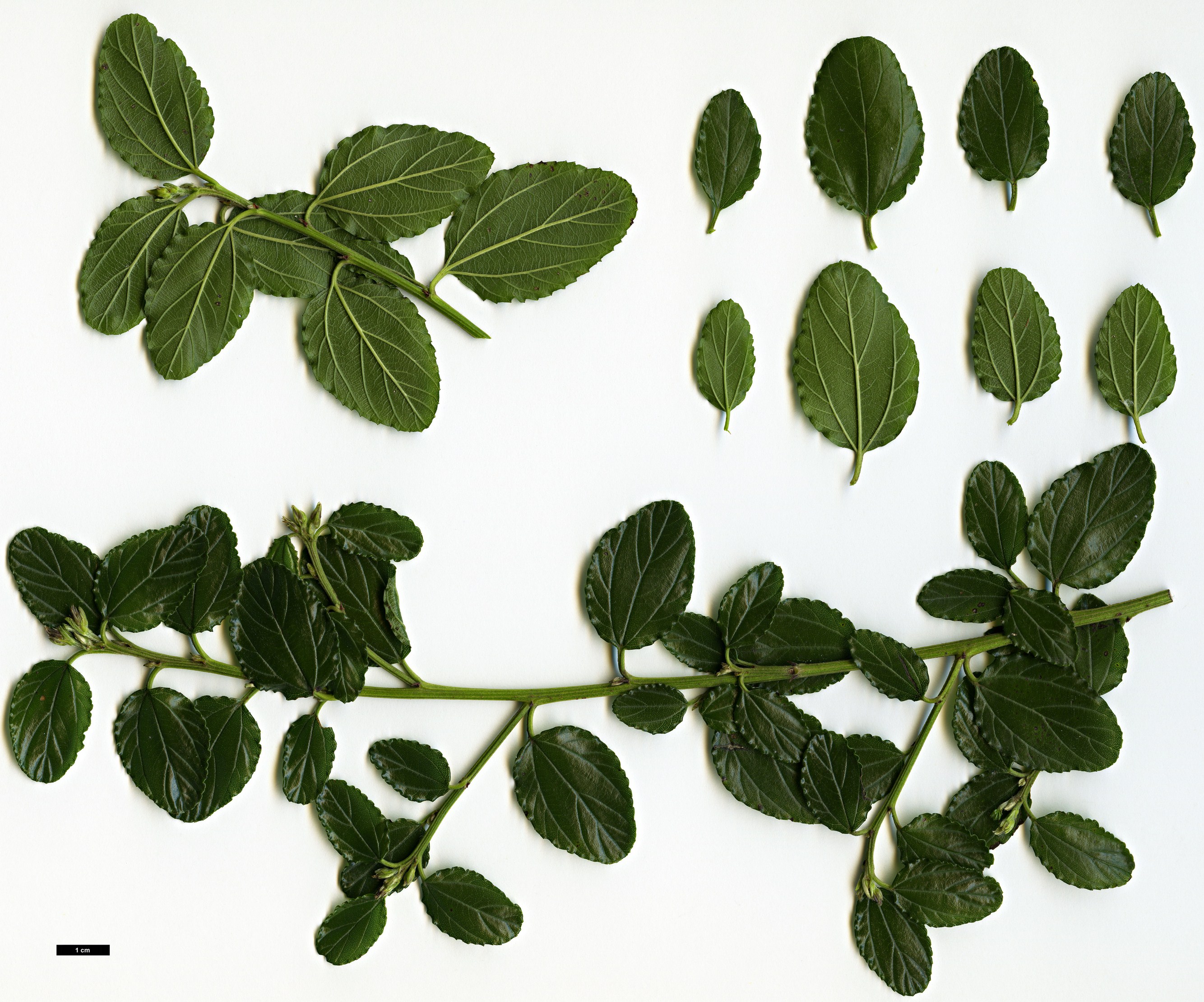 High resolution image: Family: Rhamnaceae - Genus: Ceanothus - Taxon: repens